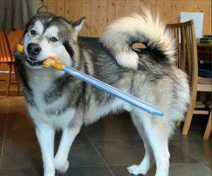 do you want to fight