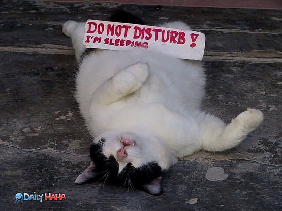Do Not Disturb Cat