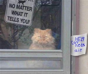 do not let the cat out funny picture