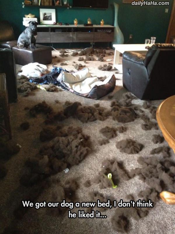 do not like funny picture