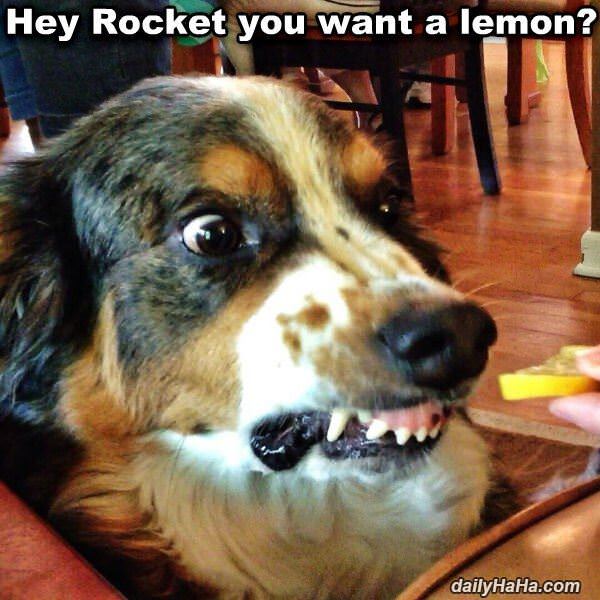 do not like lemonade funny picture