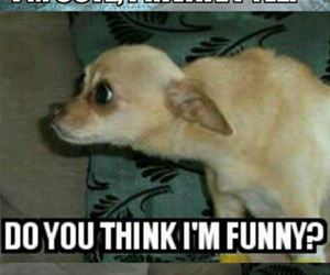 do you think i am cute funny picture