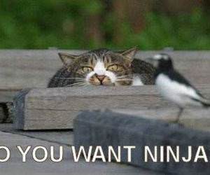 Ninja Cat