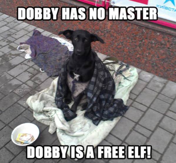 Dobby funny picture