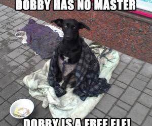 Dobby funny picture