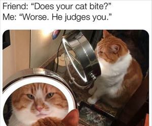 does your cat bite ... 2