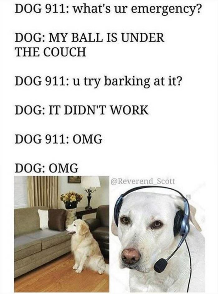dog 911 ... 2