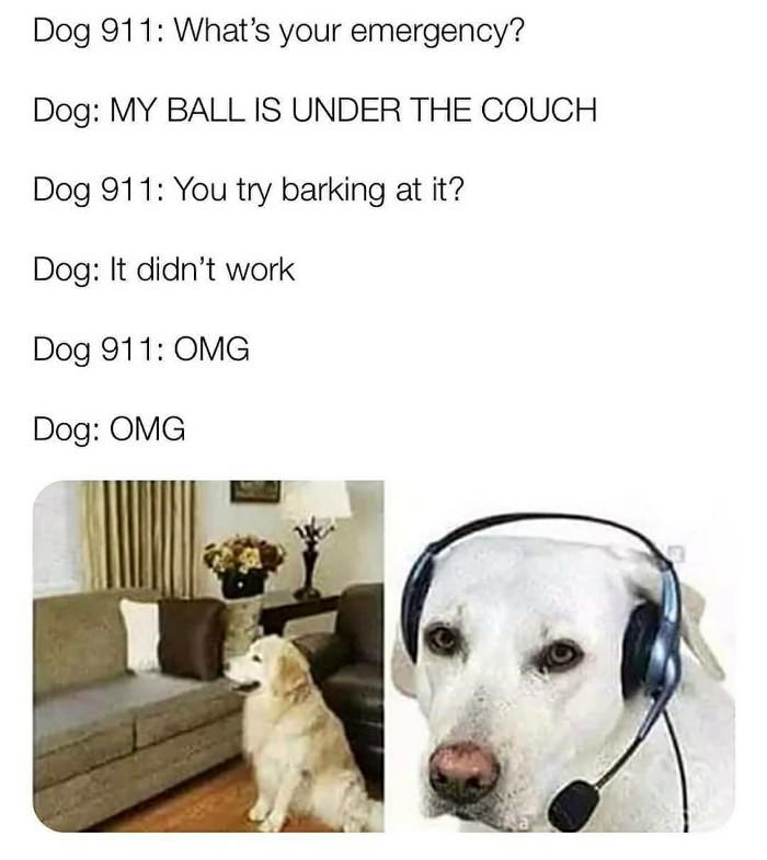 dog 911 ... 2