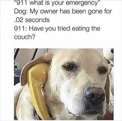 dog 911 ... 2