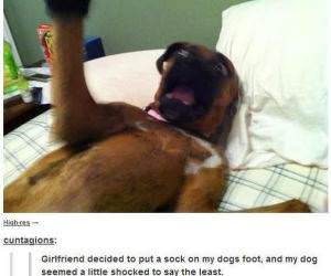 Dog Socks funny picture