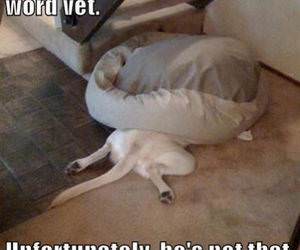 Dog Hates the Vet funny picture