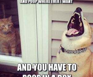 Dog Humor funny picture