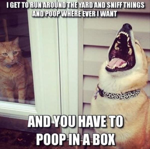 Dog Humor funny picture