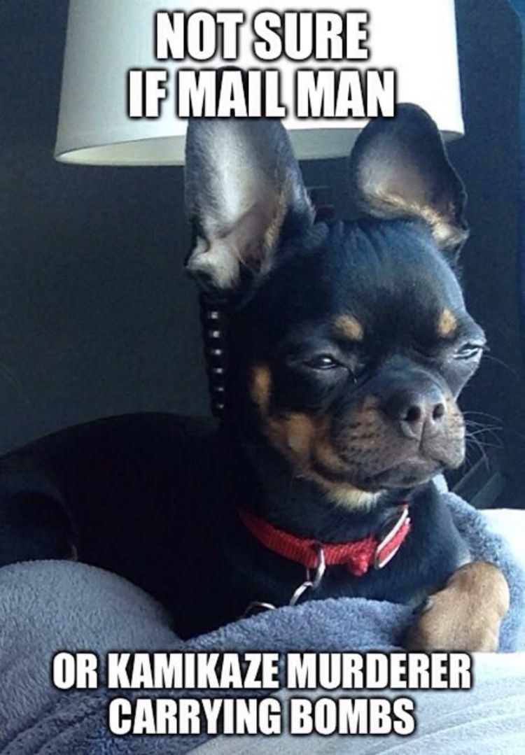 dog-is-not-sure funny picture