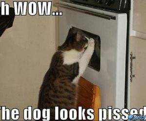 Dog Looks Pissed funny picture