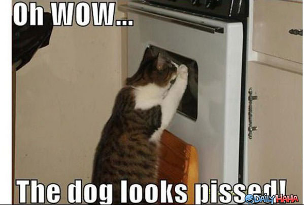 Dog Looks Pissed funny picture