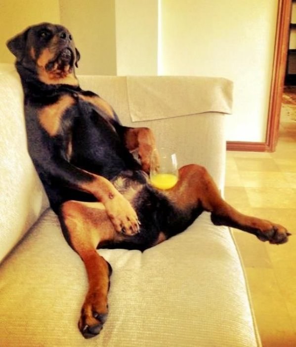 Lounging Dog funny picture