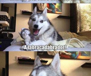 Dog Magician funny picture
