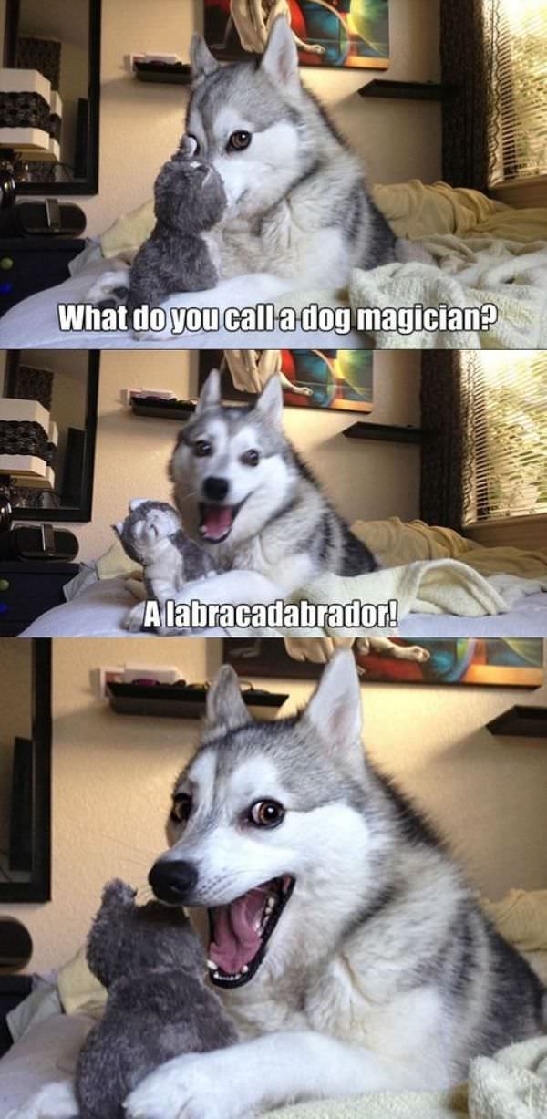 Dog Magician funny picture