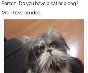 dog or a cat