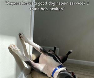 dog repair service