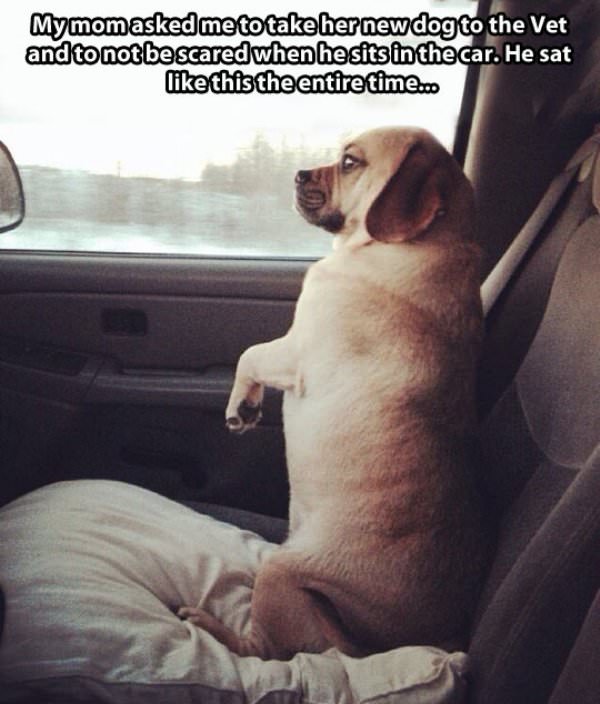Dog Ride to The Vet funny picture