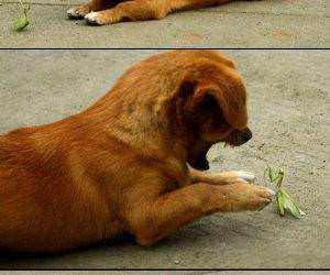 Dog vs Mantis funny picture