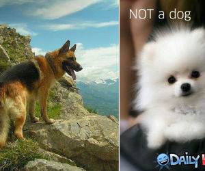 Dog vs Not a Dog funny picture