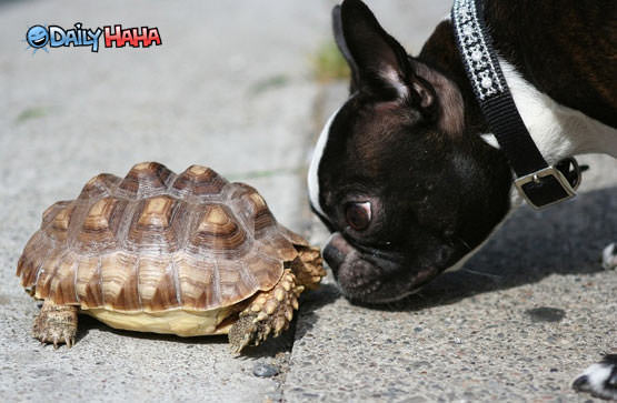 Dog Vs Turtle