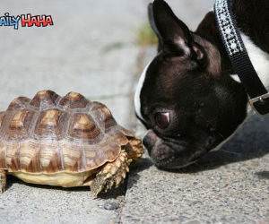 Dog Vs Turtle