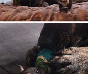 dog and rat are best friends funny picture
