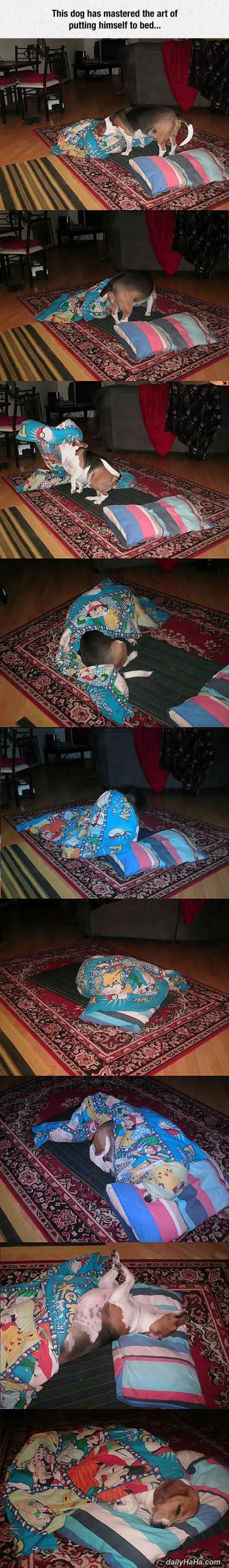 dog bed time funny picture