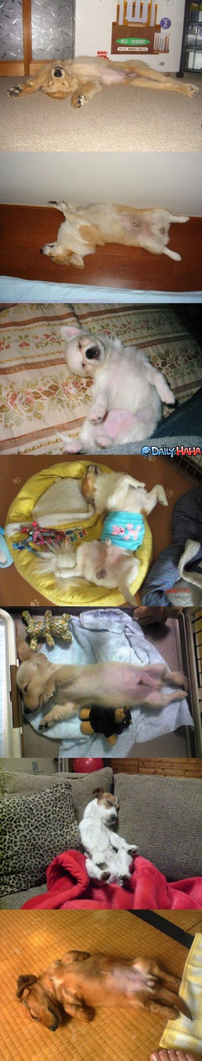 Lazy Dogs Funny Picture