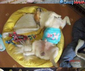 Lazy Dogs Funny Picture