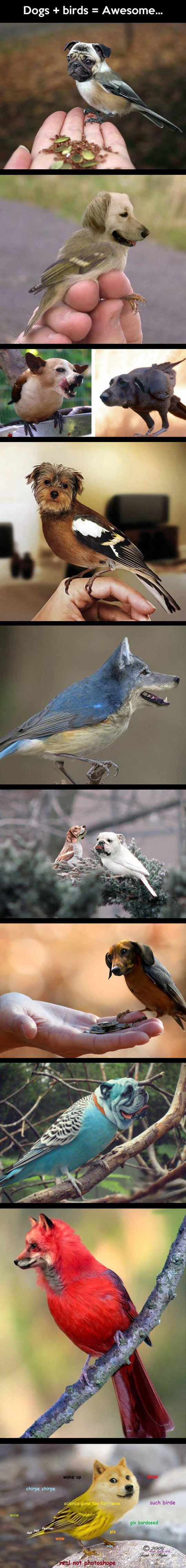 dog birds funny picture