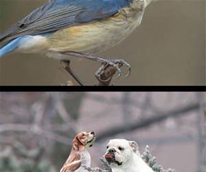 dog birds funny picture
