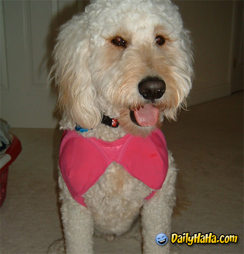 A Sexy Bitch (Literally)