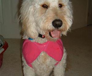 A Sexy Bitch (Literally)