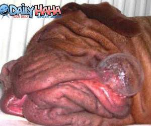Dog Bubble