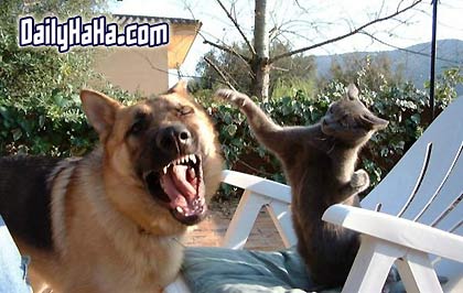 Dog and Cat Fighting