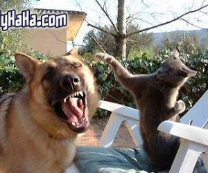 Dog and Cat Fighting