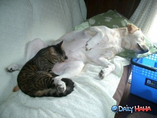 Dog and Cat Nap