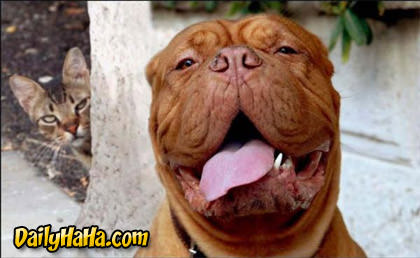 What is this cat planning to do to the dog?