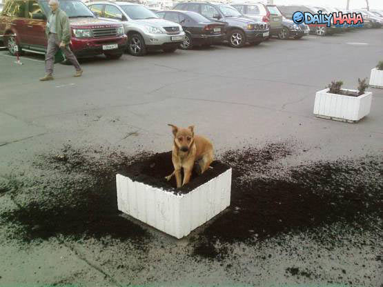 Dog Digging Dirt