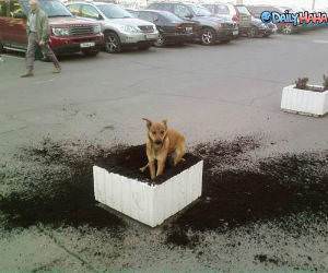Dog Digging Dirt
