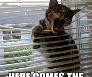 dog dog check this out funny picture