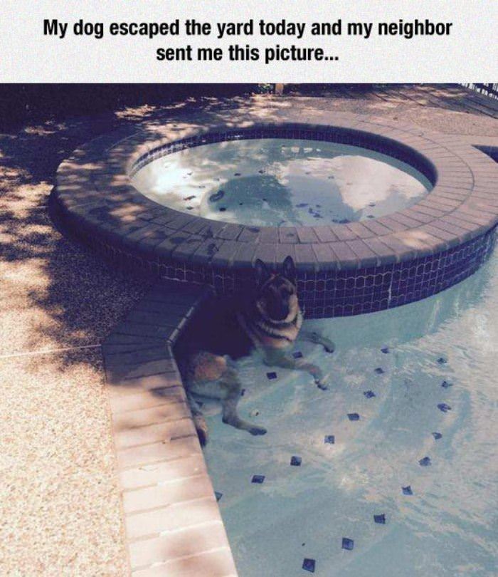 dog escaped funny picture