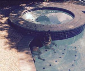 dog escaped funny picture