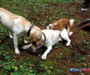 Dog Food Surprise funny picture