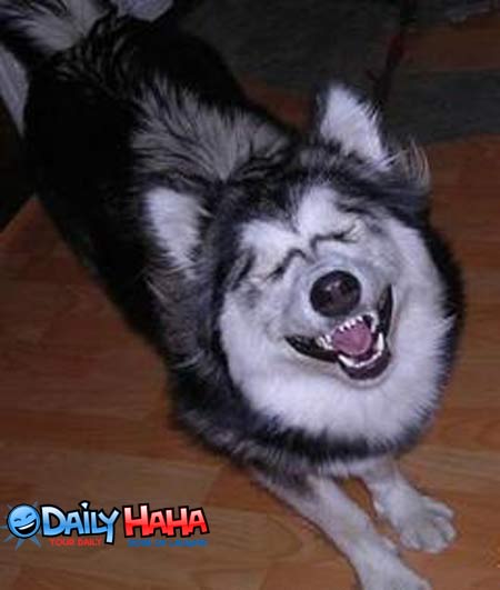 Dog laughing his ass off.